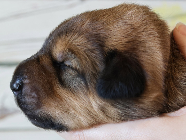 chinook puppy